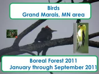 Birds Grand Marais, MN area Boreal Forest 2011 January through September 2011