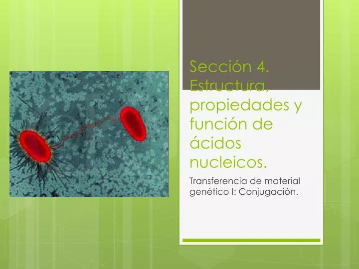 secci n 4 estructura propiedades y funci n de cidos nucleicos