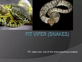 Pit viper (snakes)