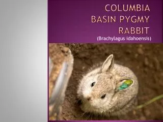 Columbia basin pygmy rabbit