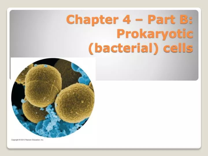 chapter 4 part b prokaryotic bacterial cells