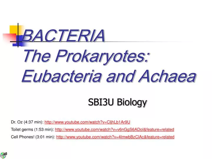 bacteria the prokaryotes eubacteria and achaea