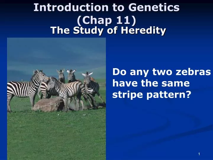 introduction to genetics chap 11