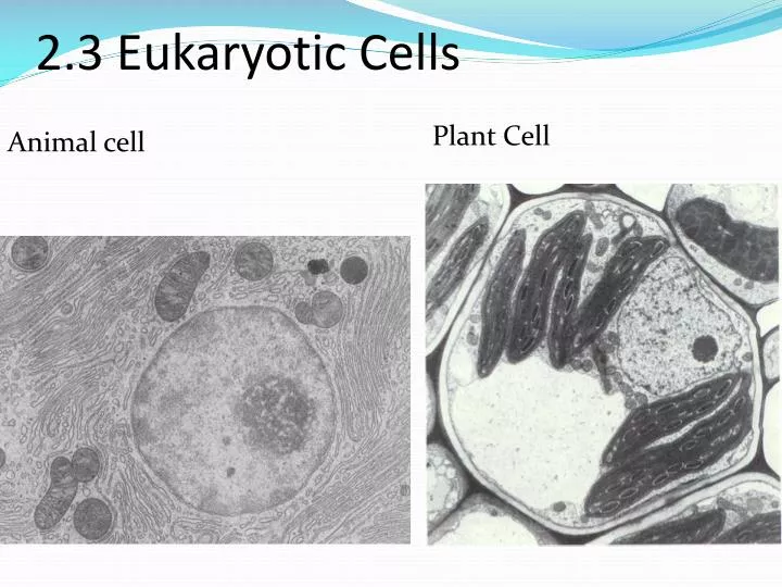 What is the difference between a prokaryotic and a eukaryotic cell?