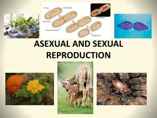 ASEXUAL AND SEXUAL REPRODUCTION