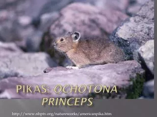 Pikas : Ochotona princeps