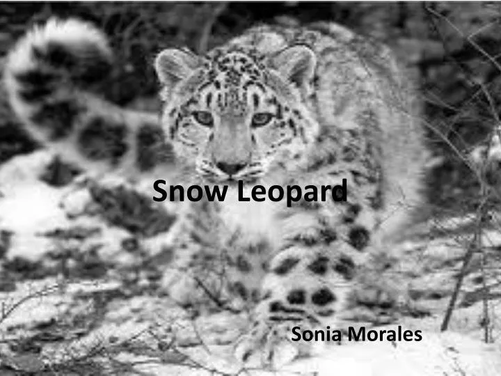 snow leopard