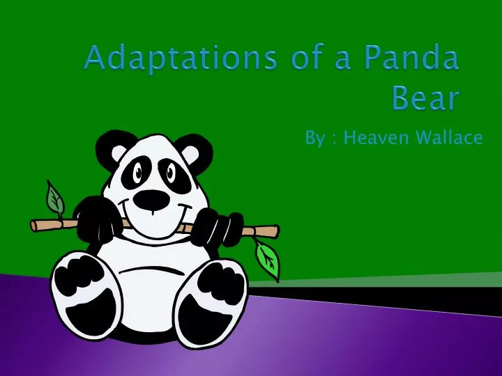 adaptations of a panda bear