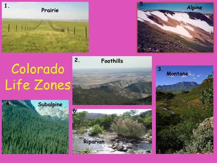 colorado life zones