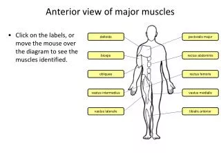 Anterior view of major muscles