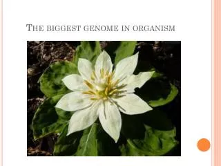 The biggest genome in organism