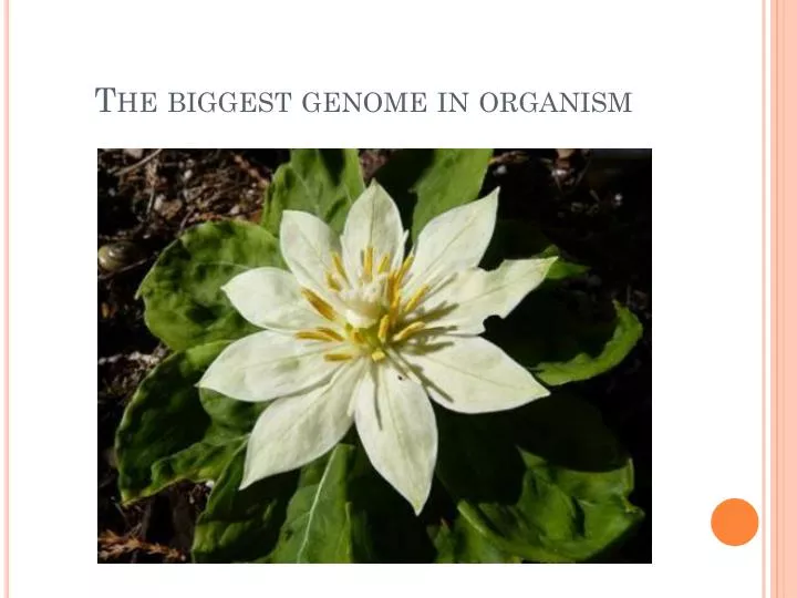 the biggest genome in organism
