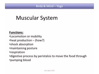 Muscular System