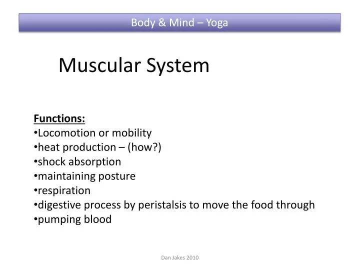 muscular system