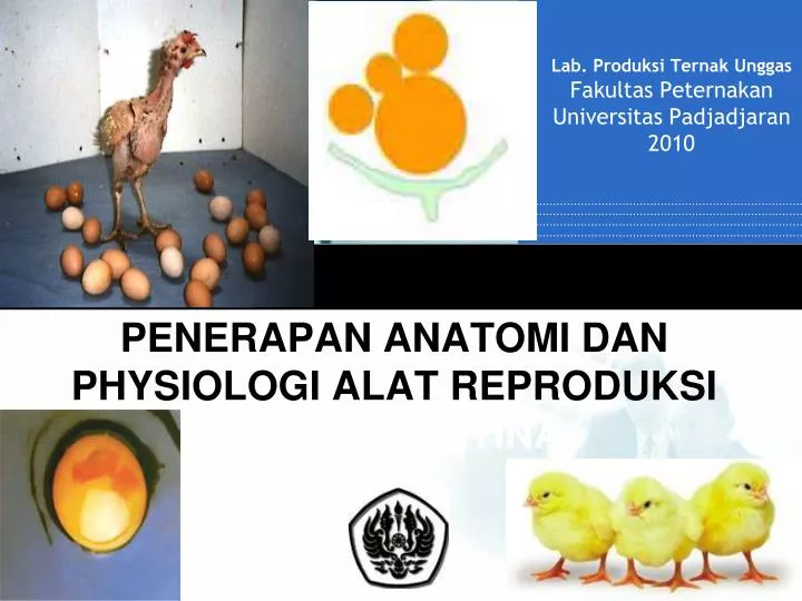 penerapan anatomi dan physiologi alat reproduksi unggas betina