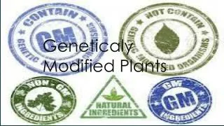 Geneticaly M odified P lants