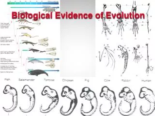 Biological Evidence of Evolution