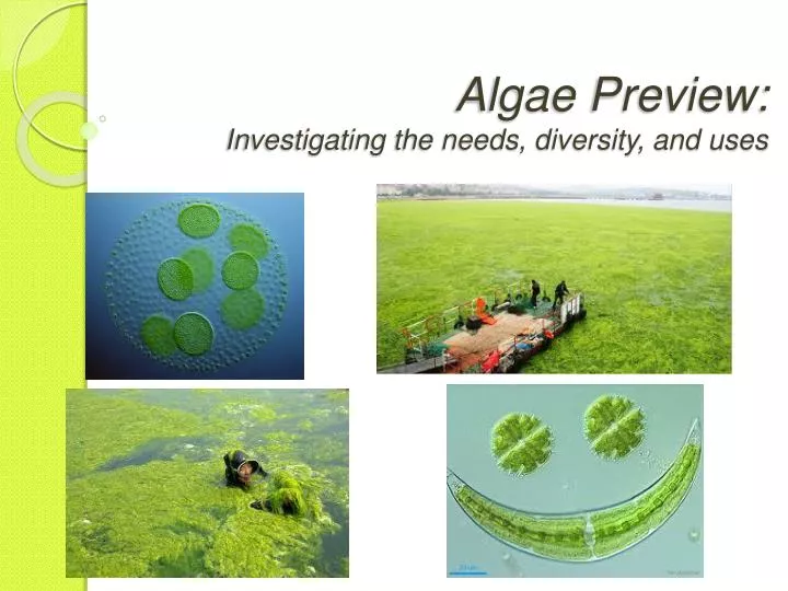 algae preview investigating the needs diversity and uses