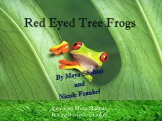 Red E yed T ree Frogs