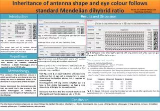 Inheritance of antenna shape and eye colour follows standard Mendelian dihybrid ratio