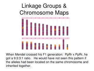 Linkage Groups &amp; Chromosome Maps