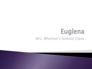 Euglena