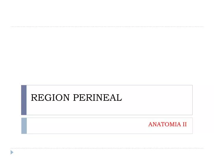region perineal