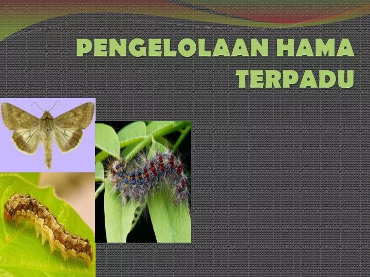 pengelolaan hama terpadu