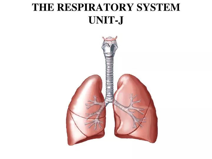 the respiratory system unit j
