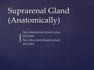 Suprarenal Gland (Anatomically)