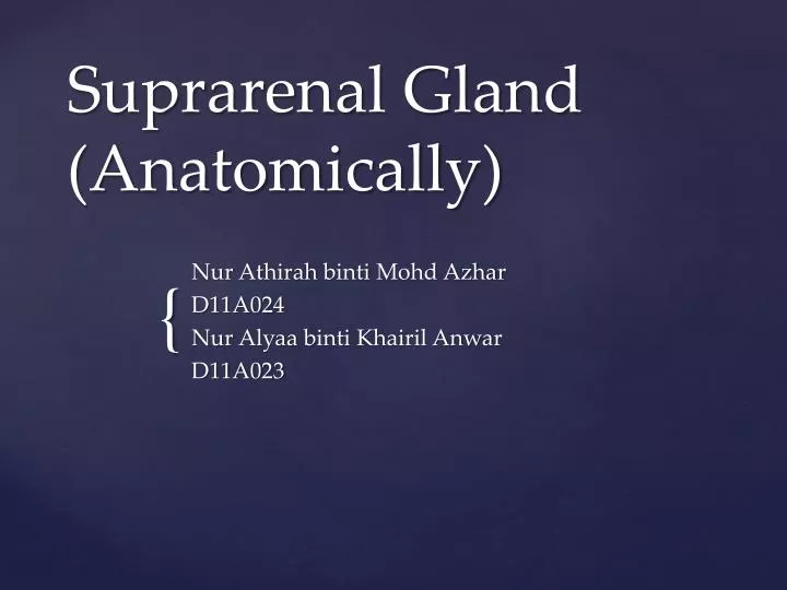 suprarenal gland anatomically