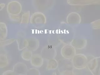 The Protists