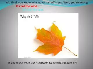 You think you know why leaves fall off trees. Well, you're wrong.