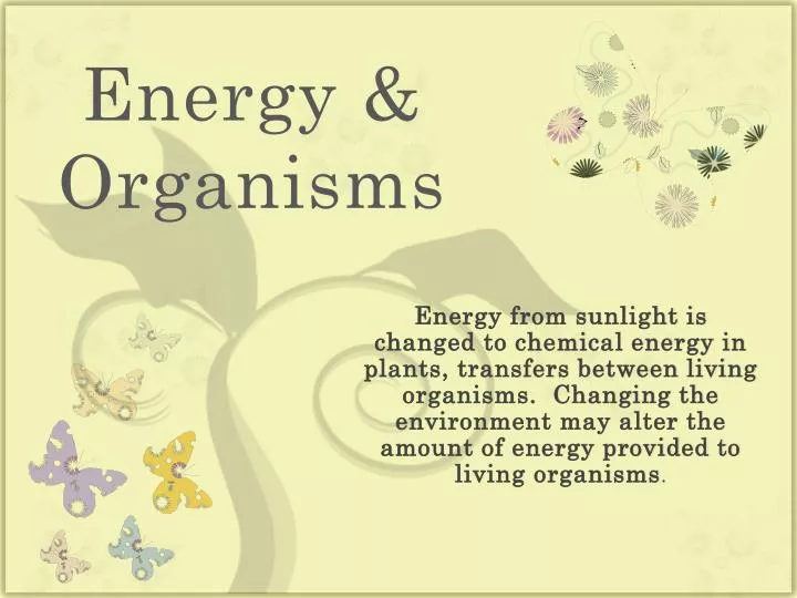 energy organisms
