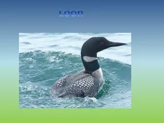 Loon