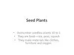 Seed Plants - slide 1