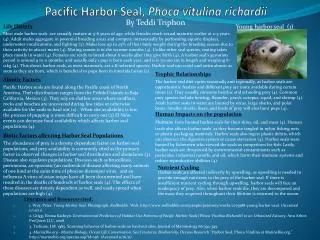 Pacific Harbor Seal, Phoca vitulina richardii