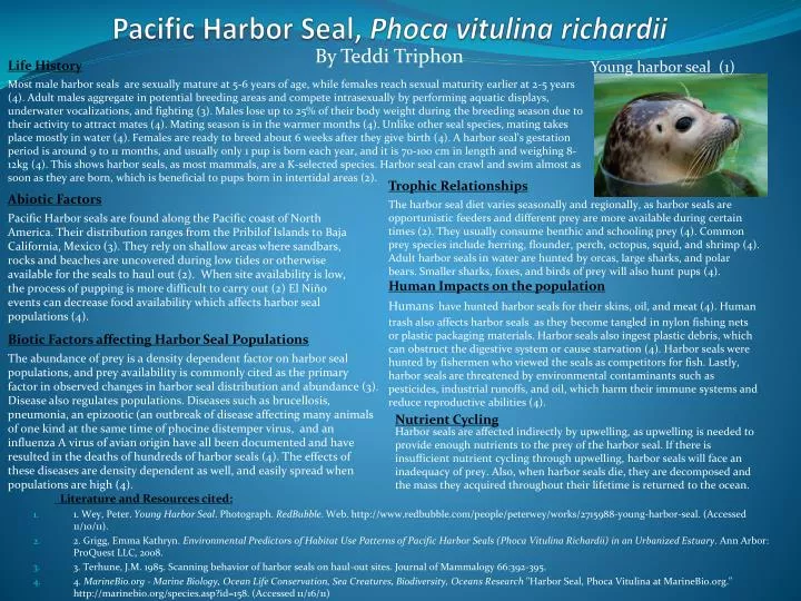 pacific harbor seal phoca vitulina richardii