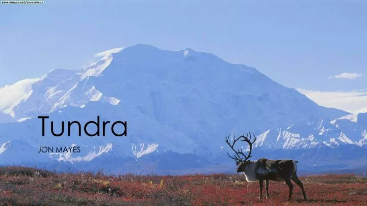 tundra