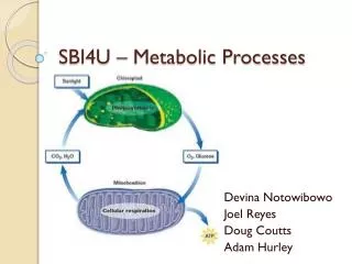 SBI4U – Metabolic Processes