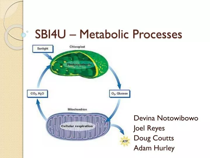 sbi4u metabolic processes