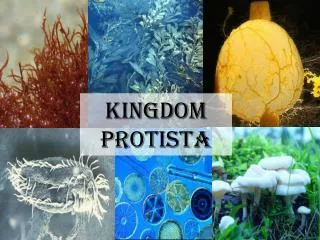 kingdom Protista
