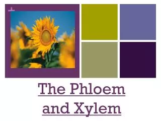The Phloem and Xylem