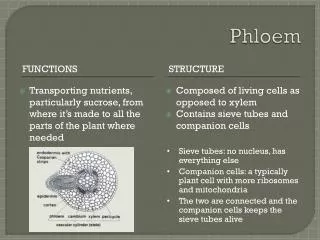 Phloem