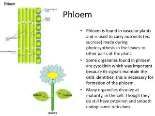 Phloem