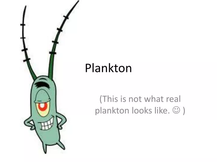 plankton