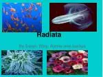 Radiata - slide 1