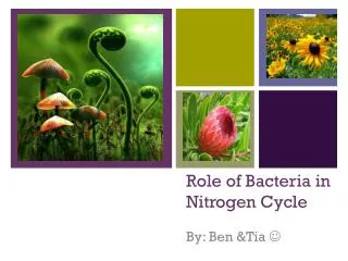 Role of Bacteria in Nitrogen Cycle