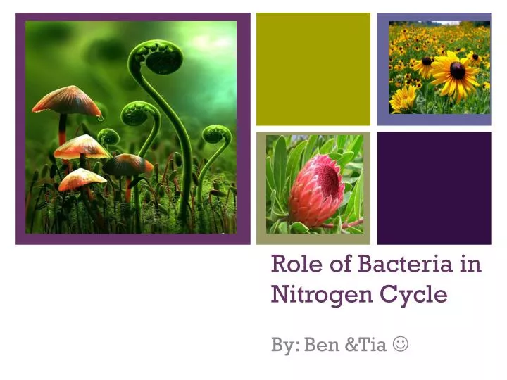 role of bacteria in nitrogen cycle