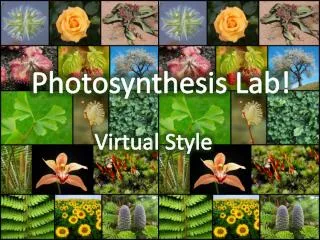 Photosynthesis Lab!